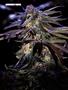 Page: - 67 | High Times