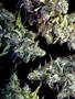 Page: - 68 | High Times