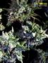 Page: - 69 | High Times