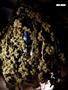 Page: - 70 | High Times