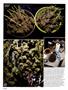 Page: - 72 | High Times