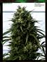 Page: - 94 | High Times