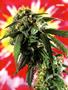 Page: - 121 | High Times