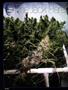 Page: - 38 | High Times