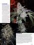 Page: - 61 | High Times