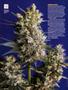 Page: - 62 | High Times
