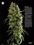 Page: - 64 | High Times