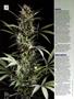 Page: - 66 | High Times