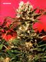 Page: - 67 | High Times