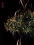 Page: - 68 | High Times