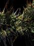 Page: - 69 | High Times