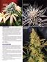 Page: - 71 | High Times