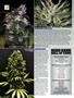 Page: - 72 | High Times