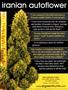 Page: - 73 | High Times