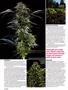Page: - 78 | High Times