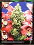 Page: - 94 | High Times