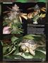 Page: - 98 | High Times