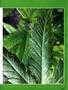 Page: - 115 | High Times