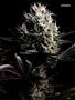 Page: - 121 | High Times