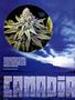 Page: - 36 | High Times