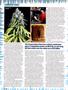Page: - 40 | High Times