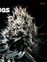 Page: - 57 | High Times