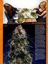 Page: - 60 | High Times