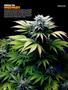 Page: - 62 | High Times
