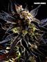 Page: - 67 | High Times