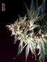 Page: - 68 | High Times