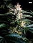 Page: - 70 | High Times