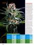 Page: - 72 | High Times