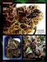 Page: - 94 | High Times