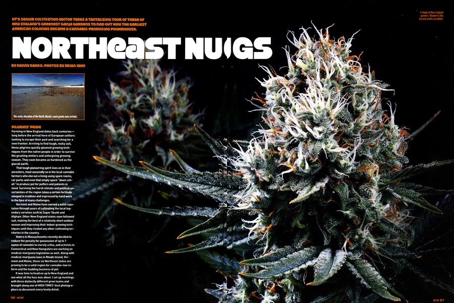 NORTHEAST NUGS