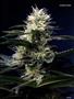 Page: - 121 | High Times