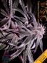 Page: - 35 | High Times