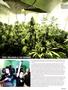 Page: - 45 | High Times