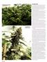 Page: - 46 | High Times