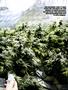Page: - 55 | High Times