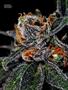 Page: - 61 | High Times