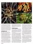Page: - 62 | High Times