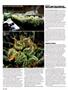 Page: - 66 | High Times