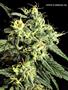 Page: - 67 | High Times