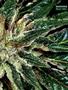Page: - 69 | High Times