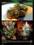 Page: - 96 | High Times