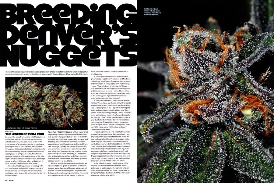 BREEDING DENVER'S NUGGETS