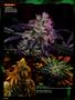 Page: - 94 | High Times