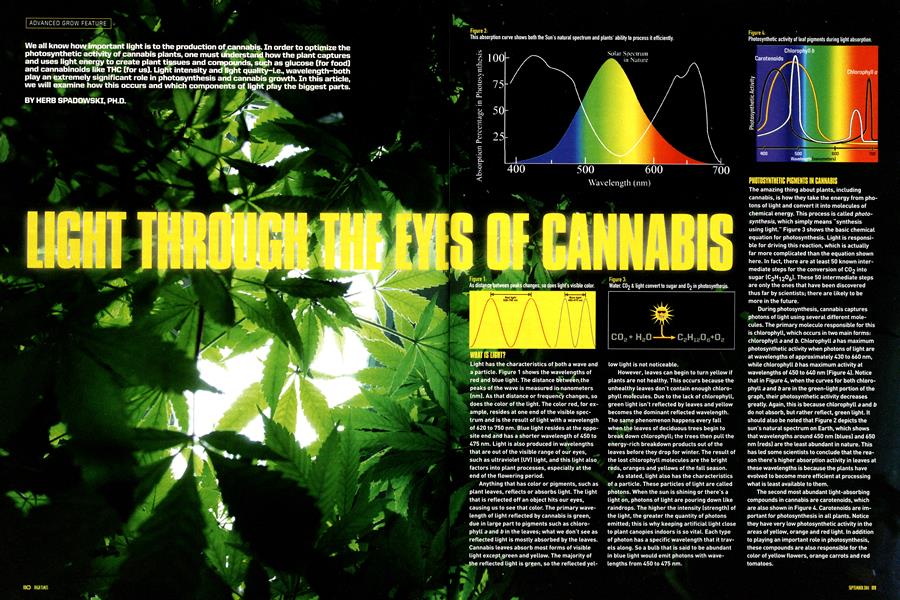 LIGHT THROUGH THE EYES OF CANNABIS