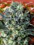 Page: - 121 | High Times