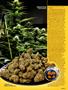 Page: - 37 | High Times